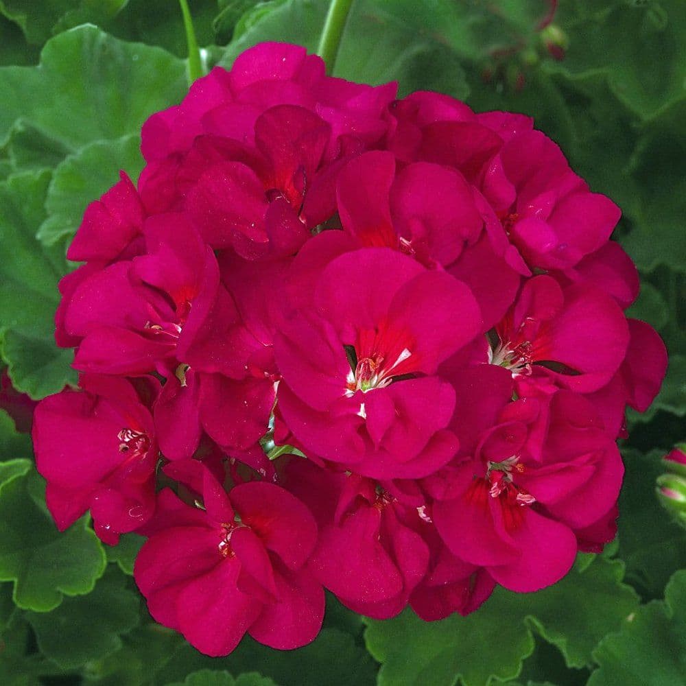 Geranium Patriot Bright Violet