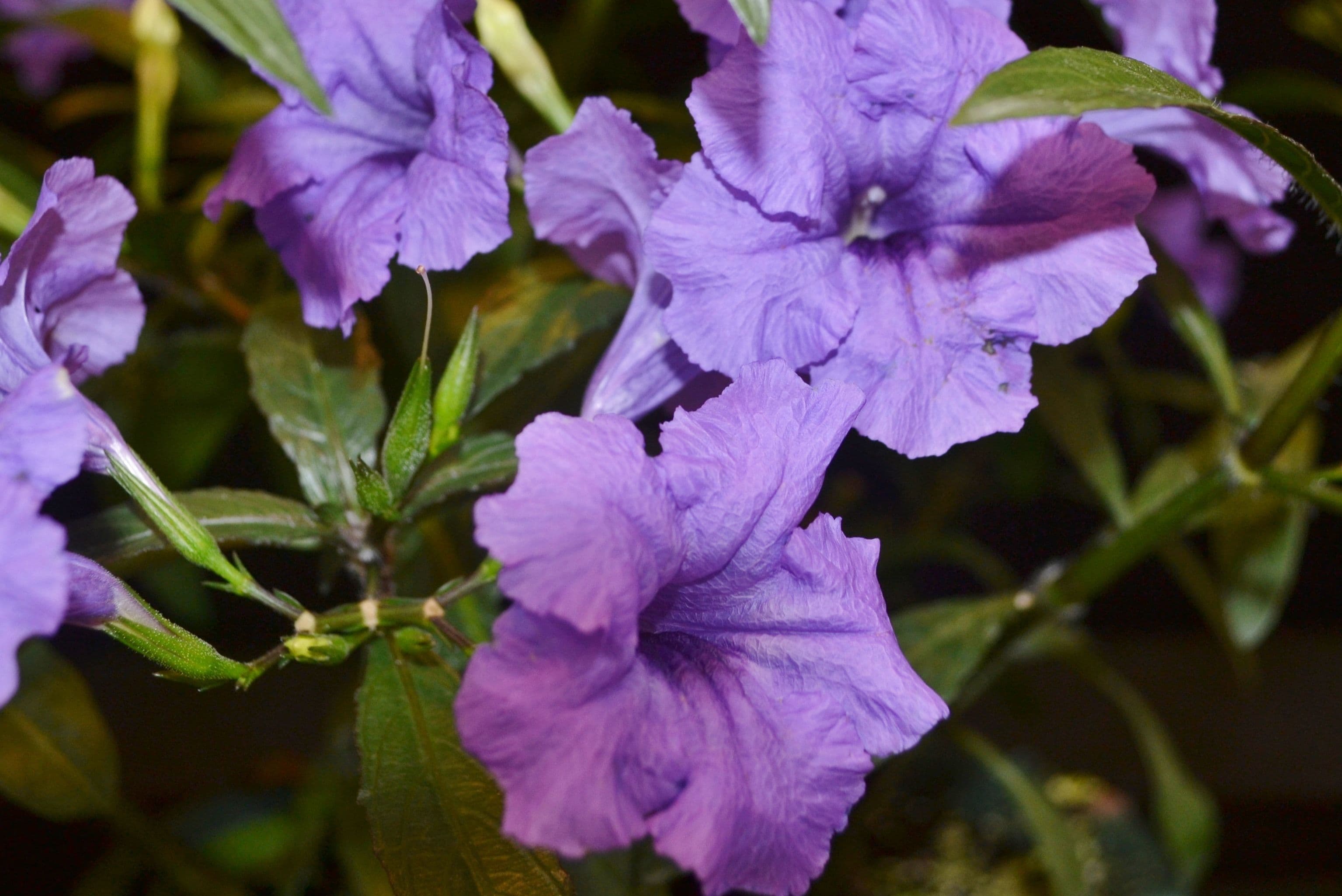Ruellia Mayan Purple