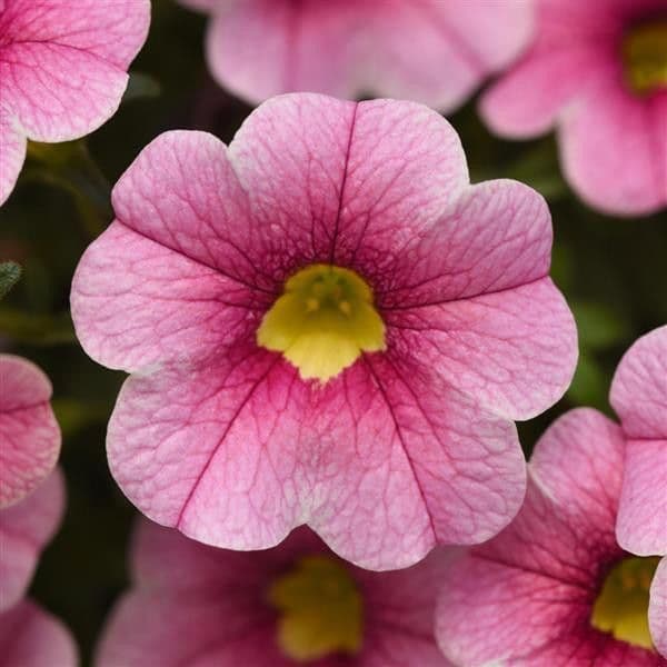 Calibrachoa Cabaret Strawberry Parfait