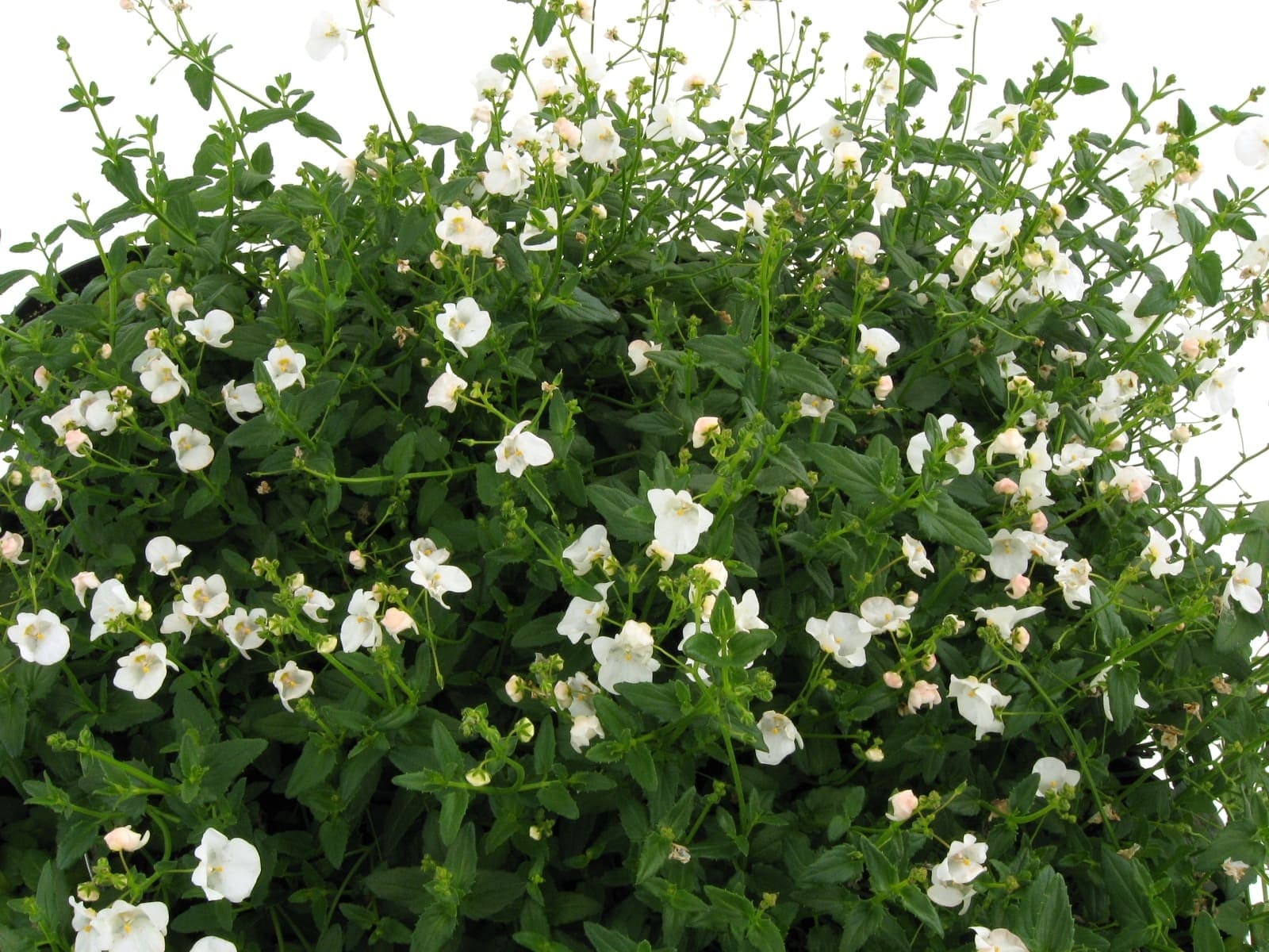 Diascia Darla White