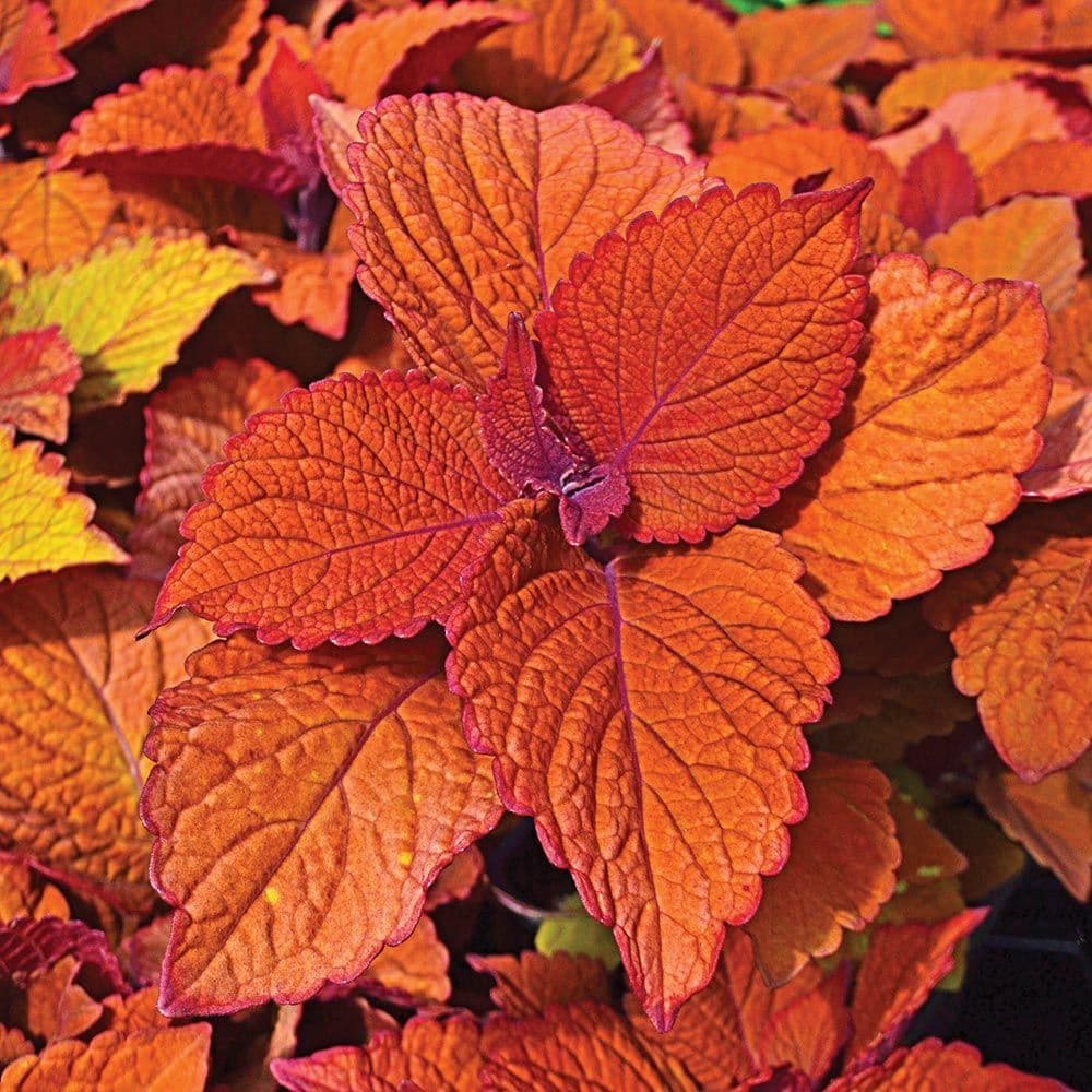 Coleus Campfire