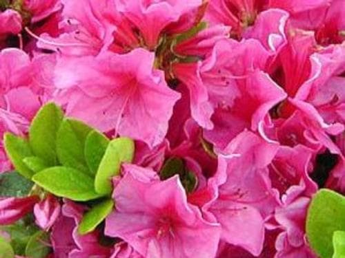 Azalea Pink