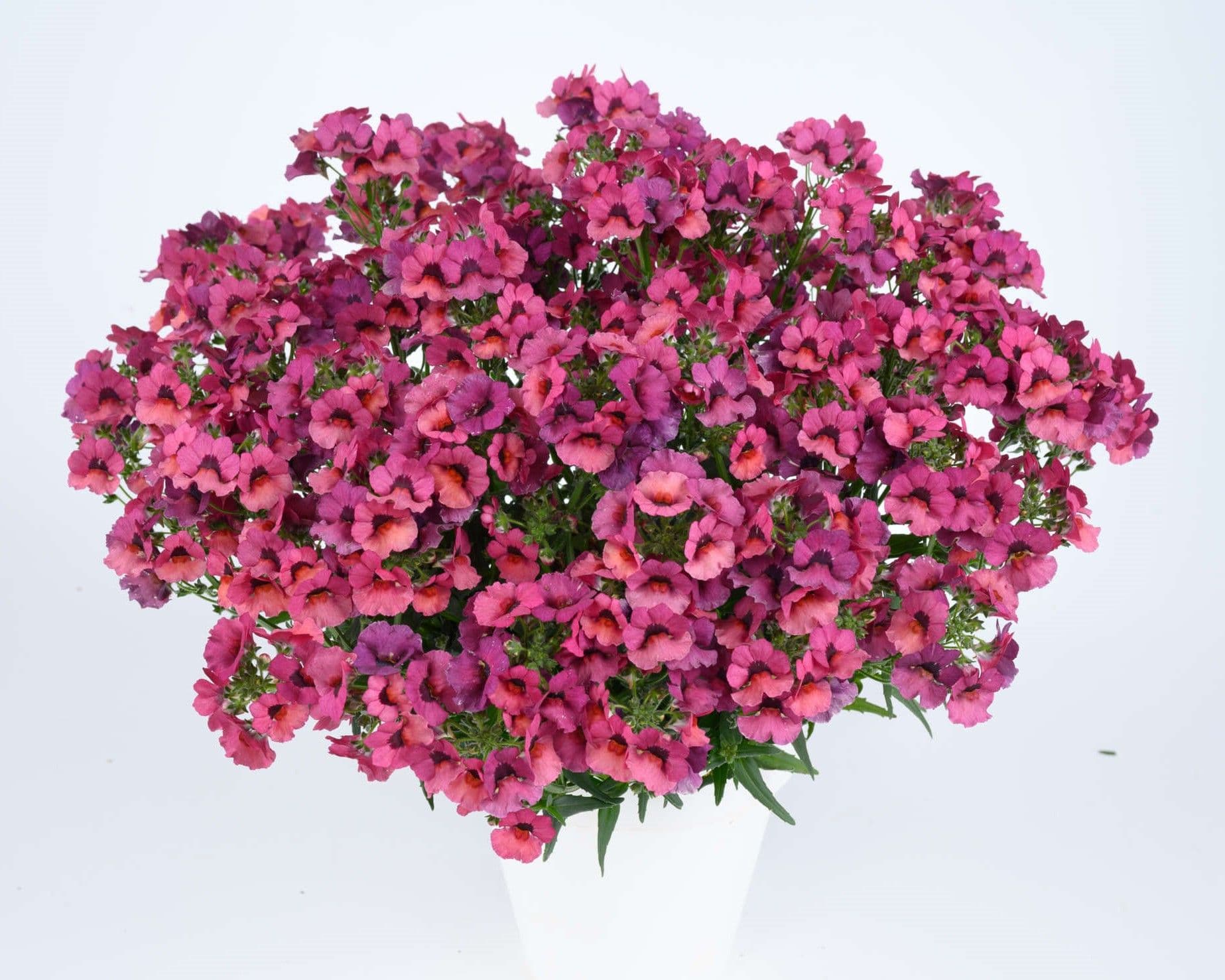Nemesia Nesia Magenta