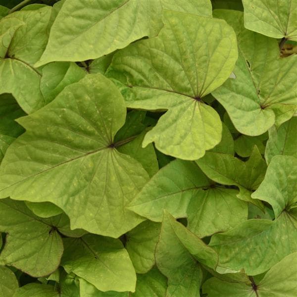 Ipomoea Spotlight Lime Heart