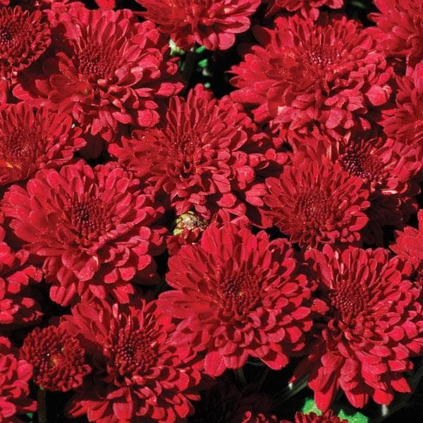 Mum Red