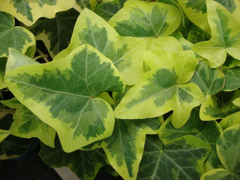 Ivy English Goldchild