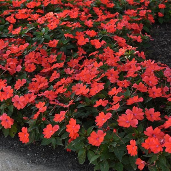 Impatiens Bounce Bright Coral