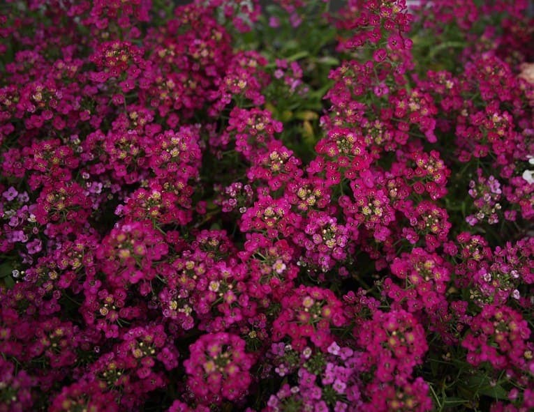Alyssum Easter Bonnet Deep Rose