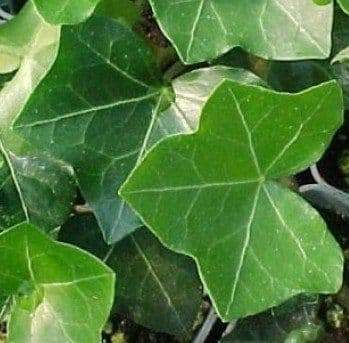 Ivy English Green