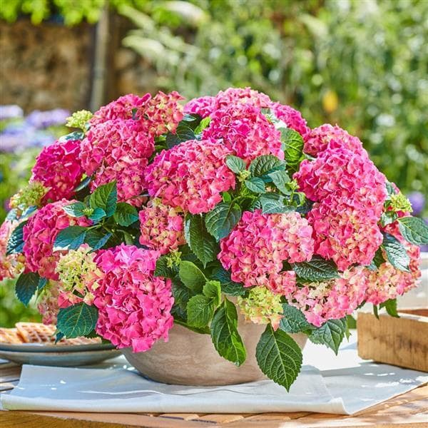 Hydrangea Tabletensia Pink Bowl