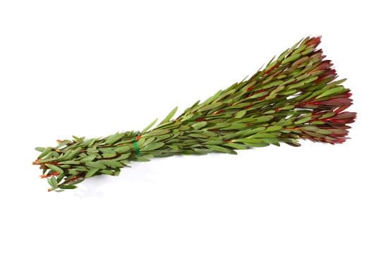Leucadendron Safari Sunset Bunch
