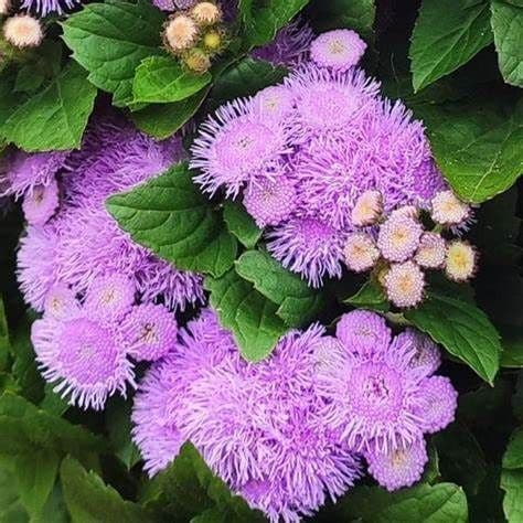 Ageratum Kona Blue
