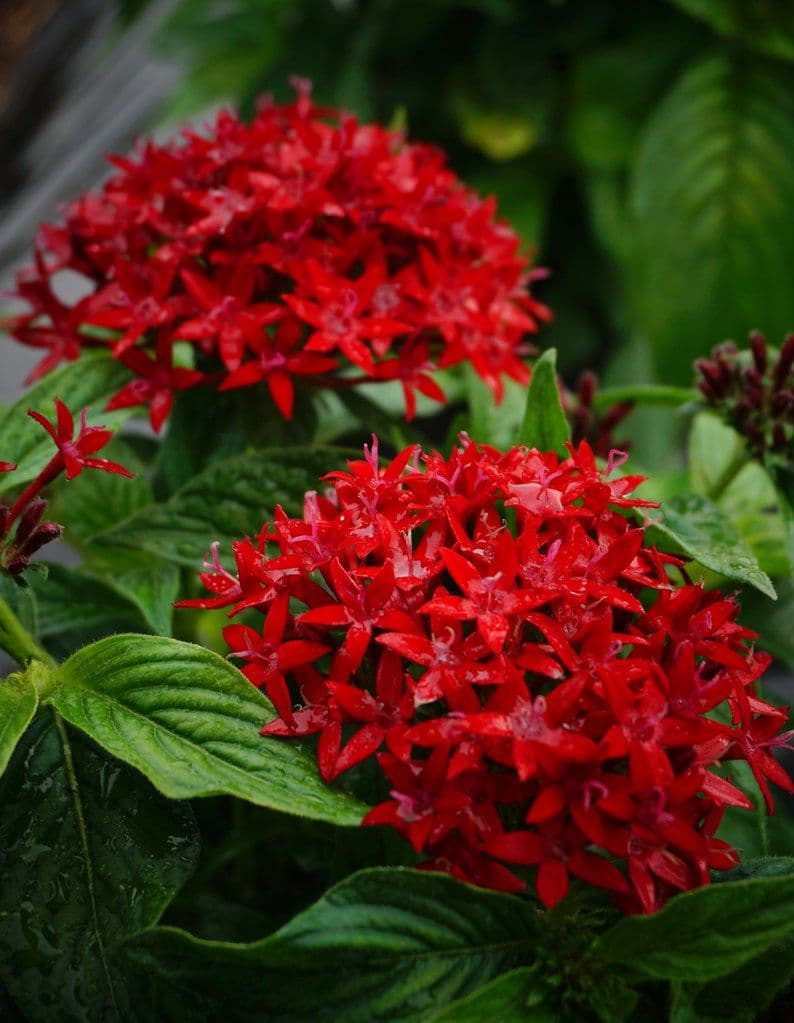 Pentas Bee Bright Red
