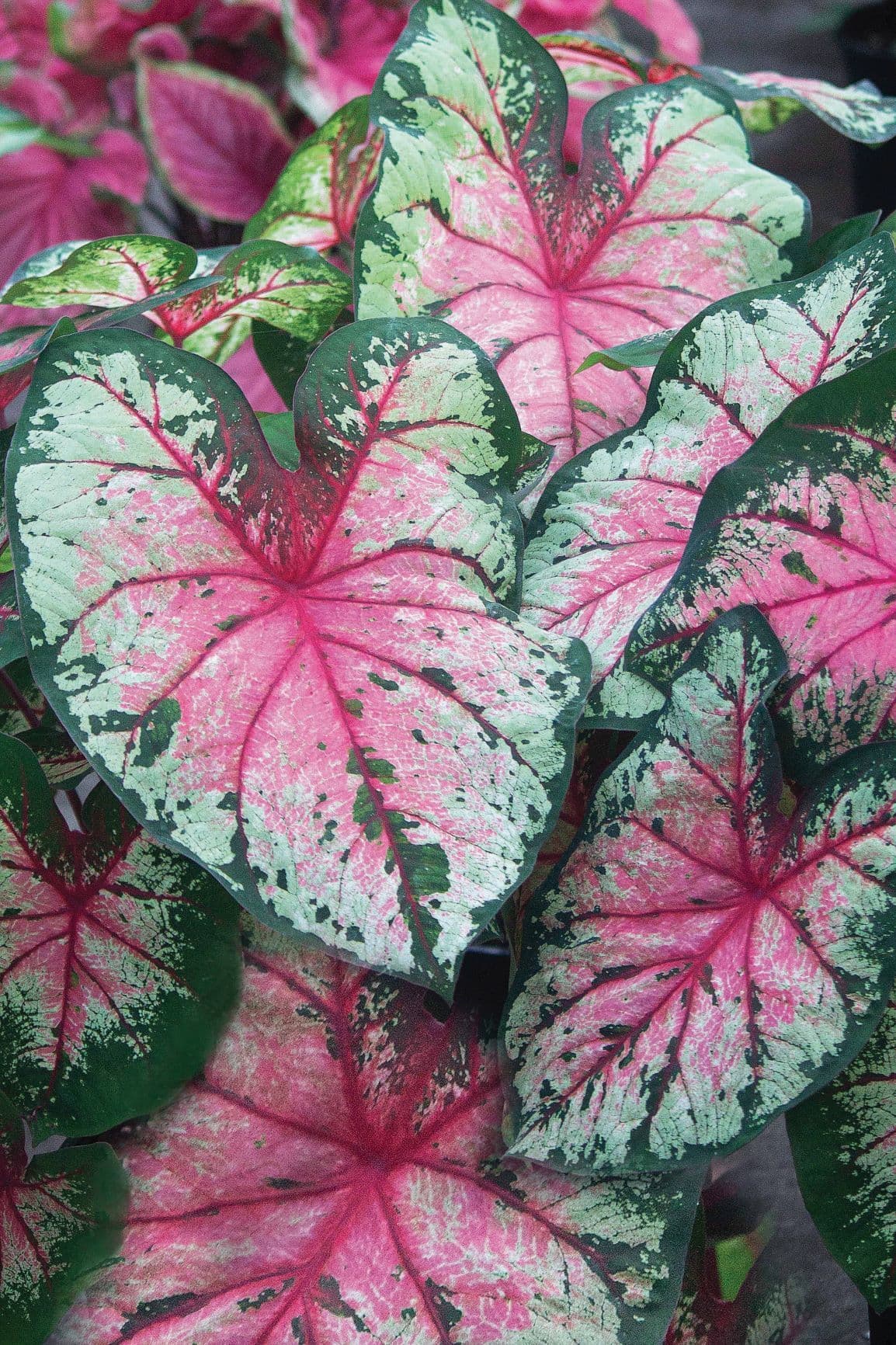 Caladium Cherry Blossom