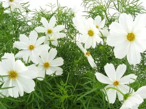 Cosmos Sonata White