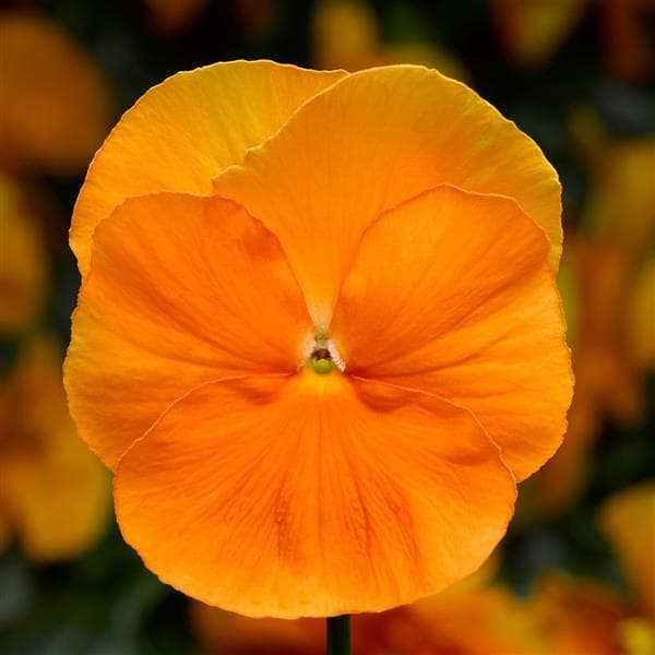 Pansy Delta Pro Orange Clear