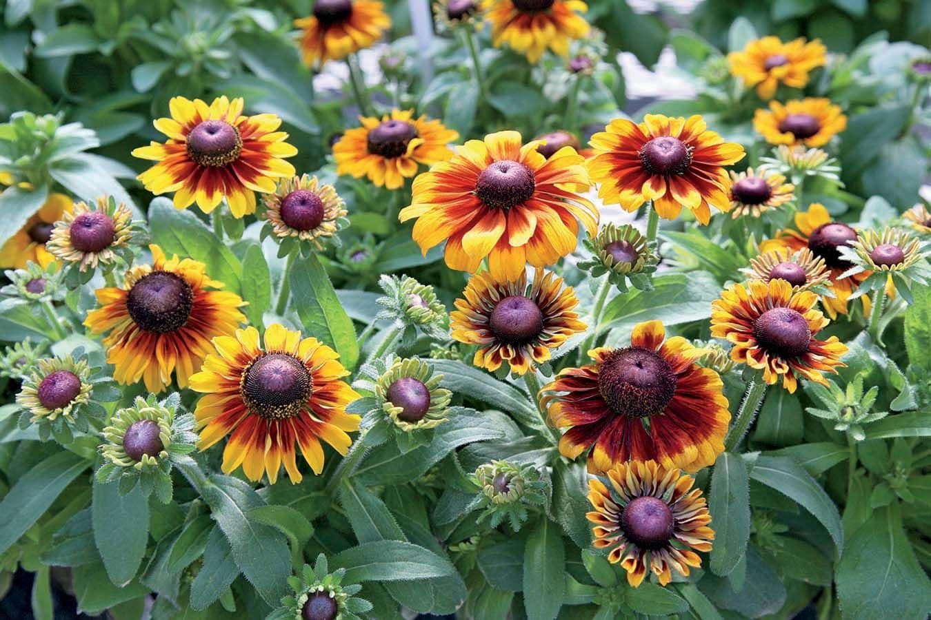 Rudbeckia Toto Rustic