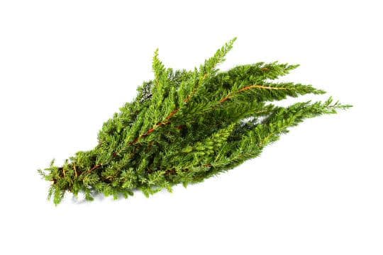 Ming Pine Bunch