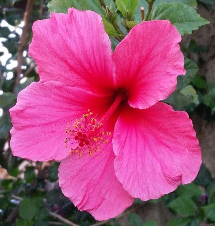 Hibiscus Pink