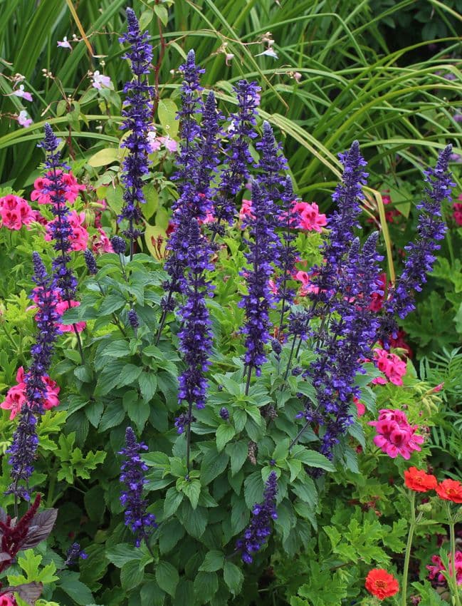 Salvia Mystic Spires