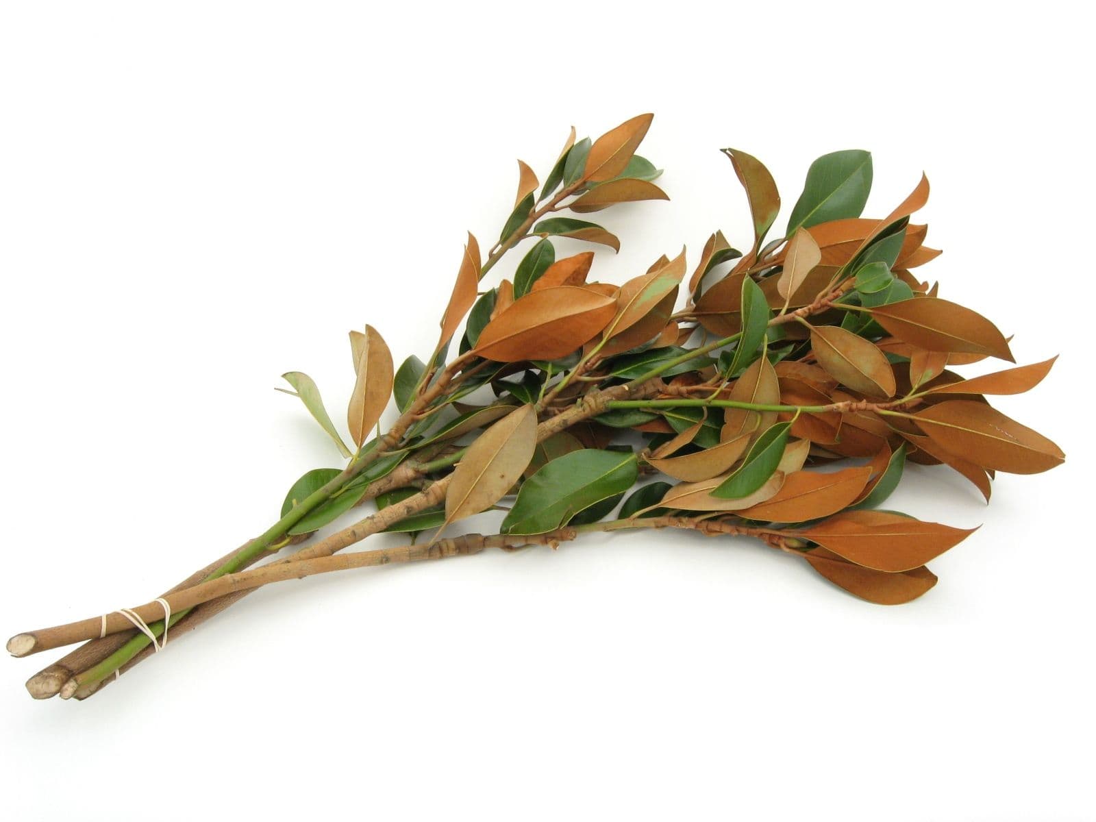 Magnolia 10' Garland
