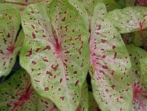 Caladium Miss Muffet