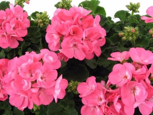Geranium Americana Pink