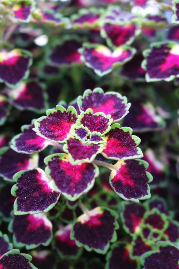Coleus Great Falls Iguazu
