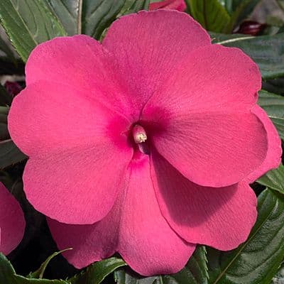 Impatiens NG Super Sonic Pink