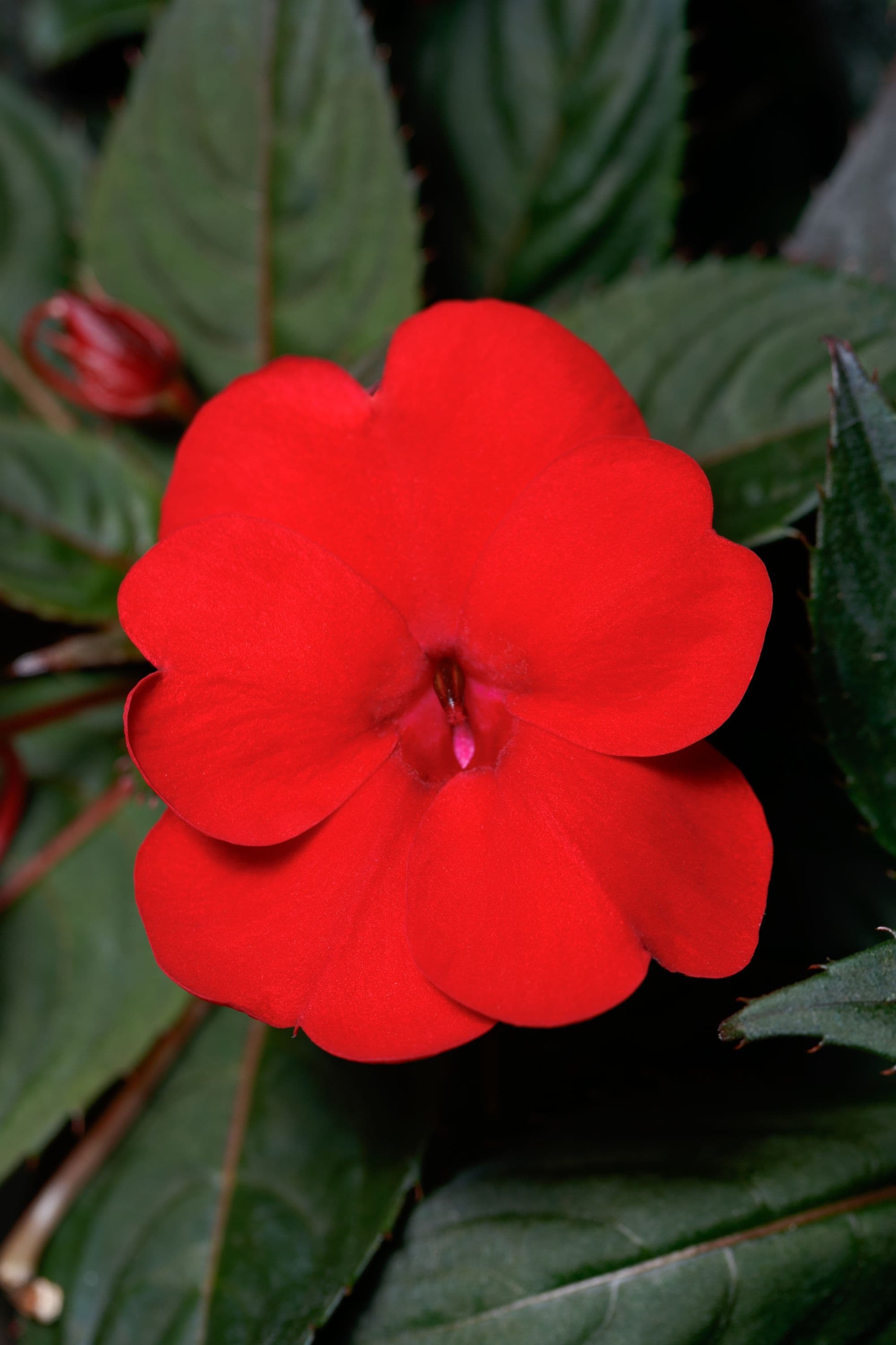 Impatiens Sun Comp Deep Red