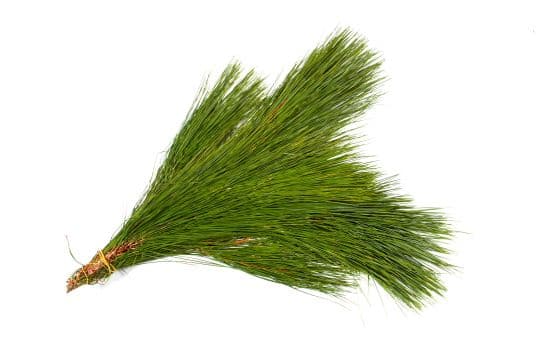 Long Needle Pine Bunch