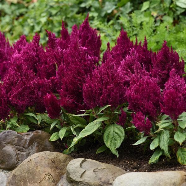 Celosia First Flame Purple