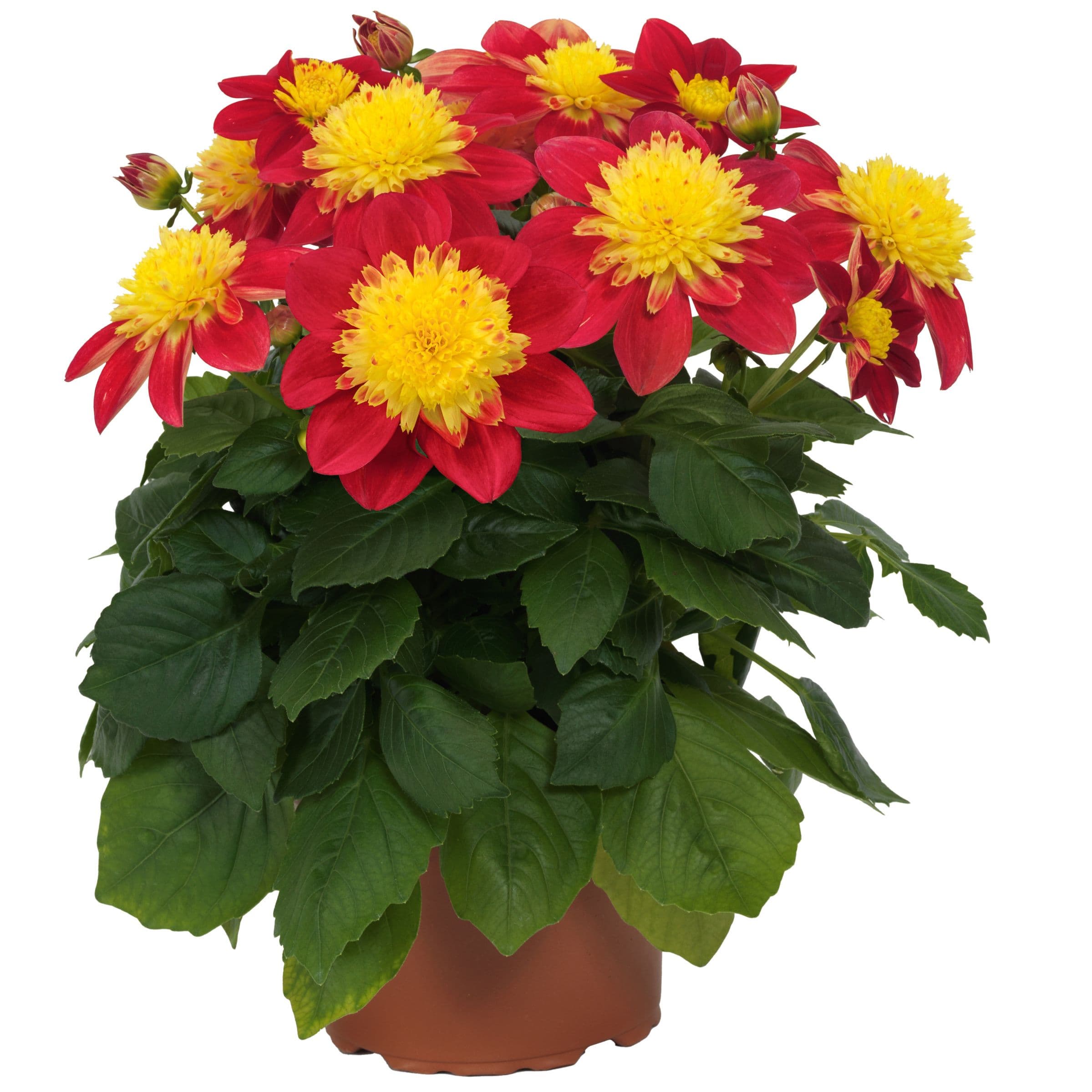 Dahlia Venti Fireburst
