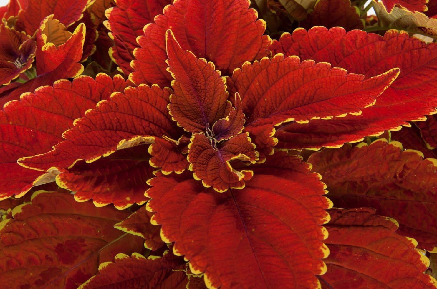 Coleus Talavera Sienna