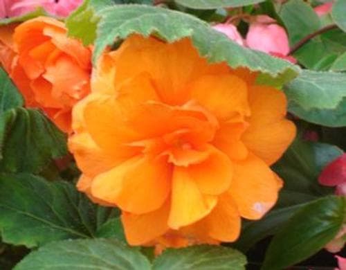 Begonia Non Stop Orange