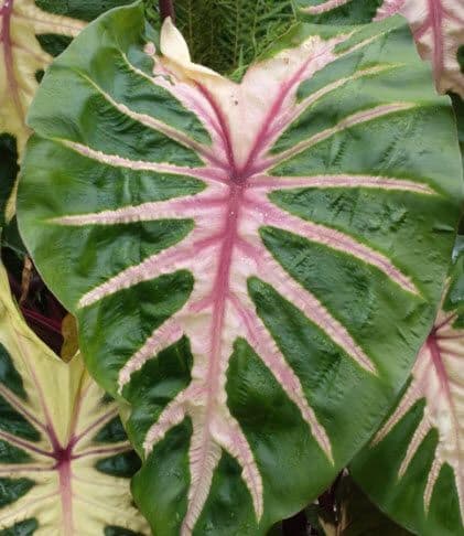 Colocasia Royal Hawaiian Waikiki