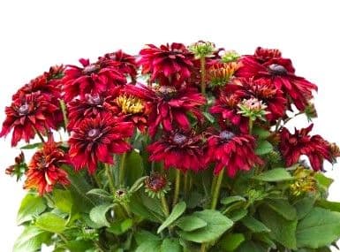 Rudbeckia Sunbeckia Scarlet