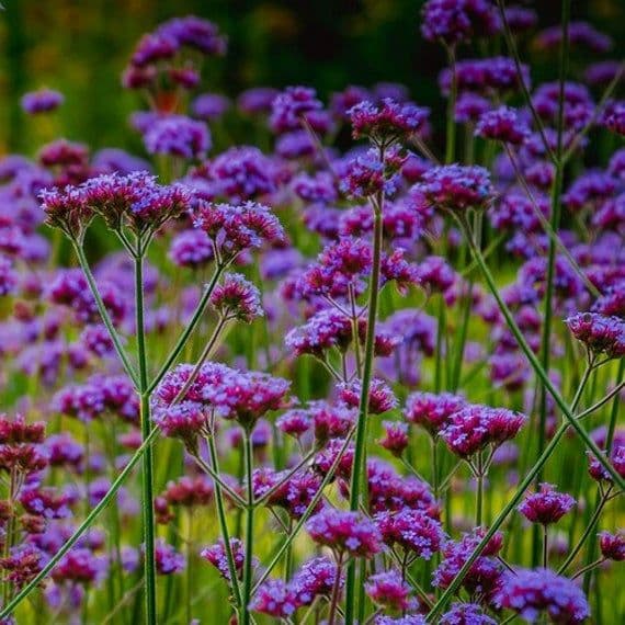 Verbena Bonariensis
