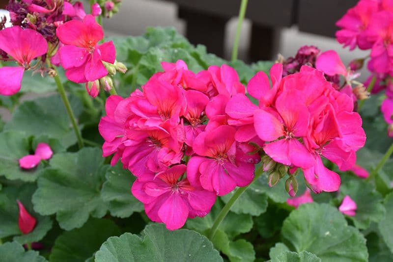 Geranium Rocky Mountain Violet