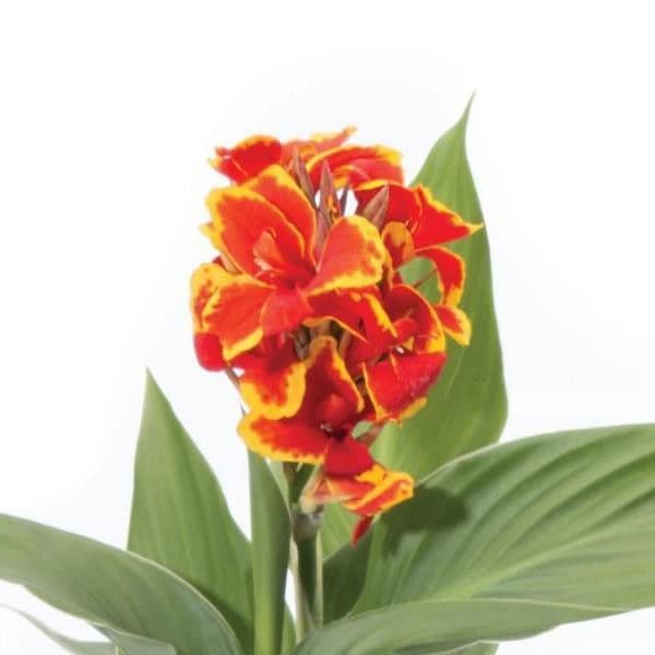 Canna Cannova Red Gold Flame