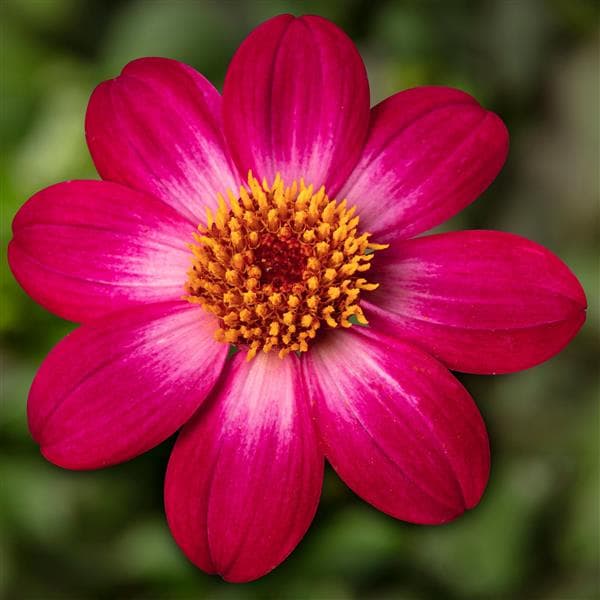 Dahlia Dahlegria Magenta Bicolor