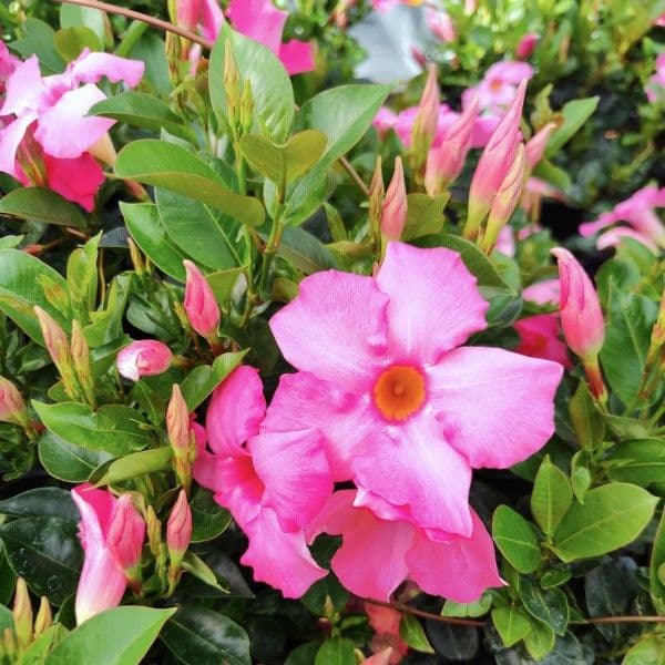 Mandevilla SunParasol Original Pink