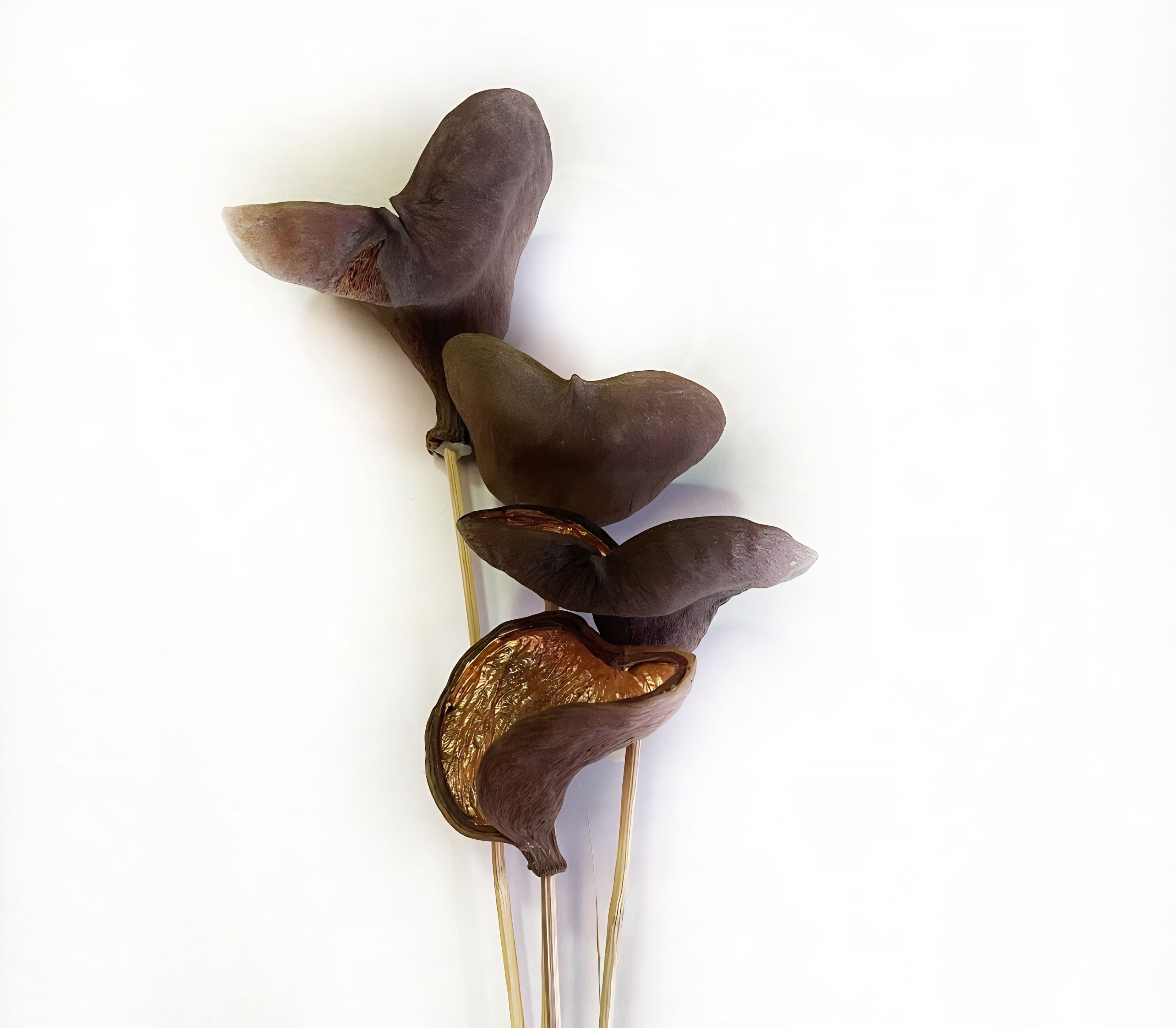 Badam Pods Copper 18"