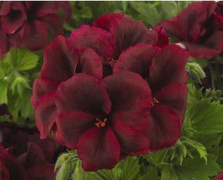 Geranium Regal Burgundy