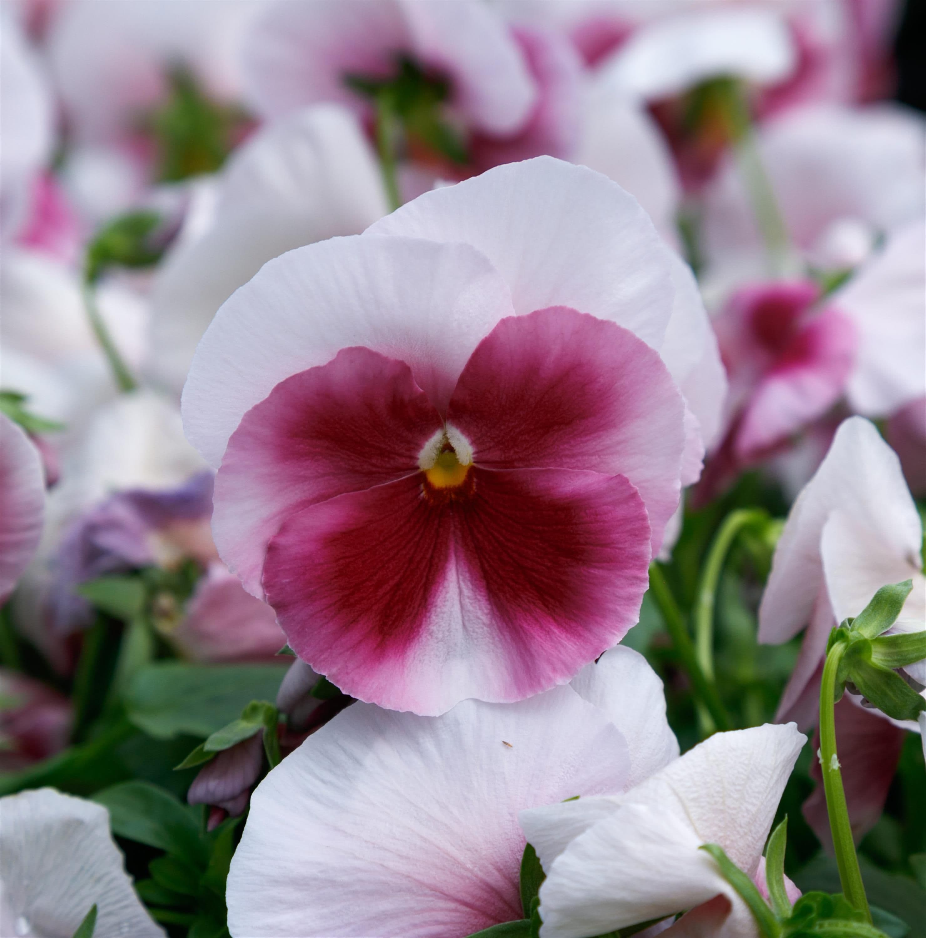 Pansy Grandio Beacon Rose