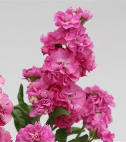 Stock Mime Pink