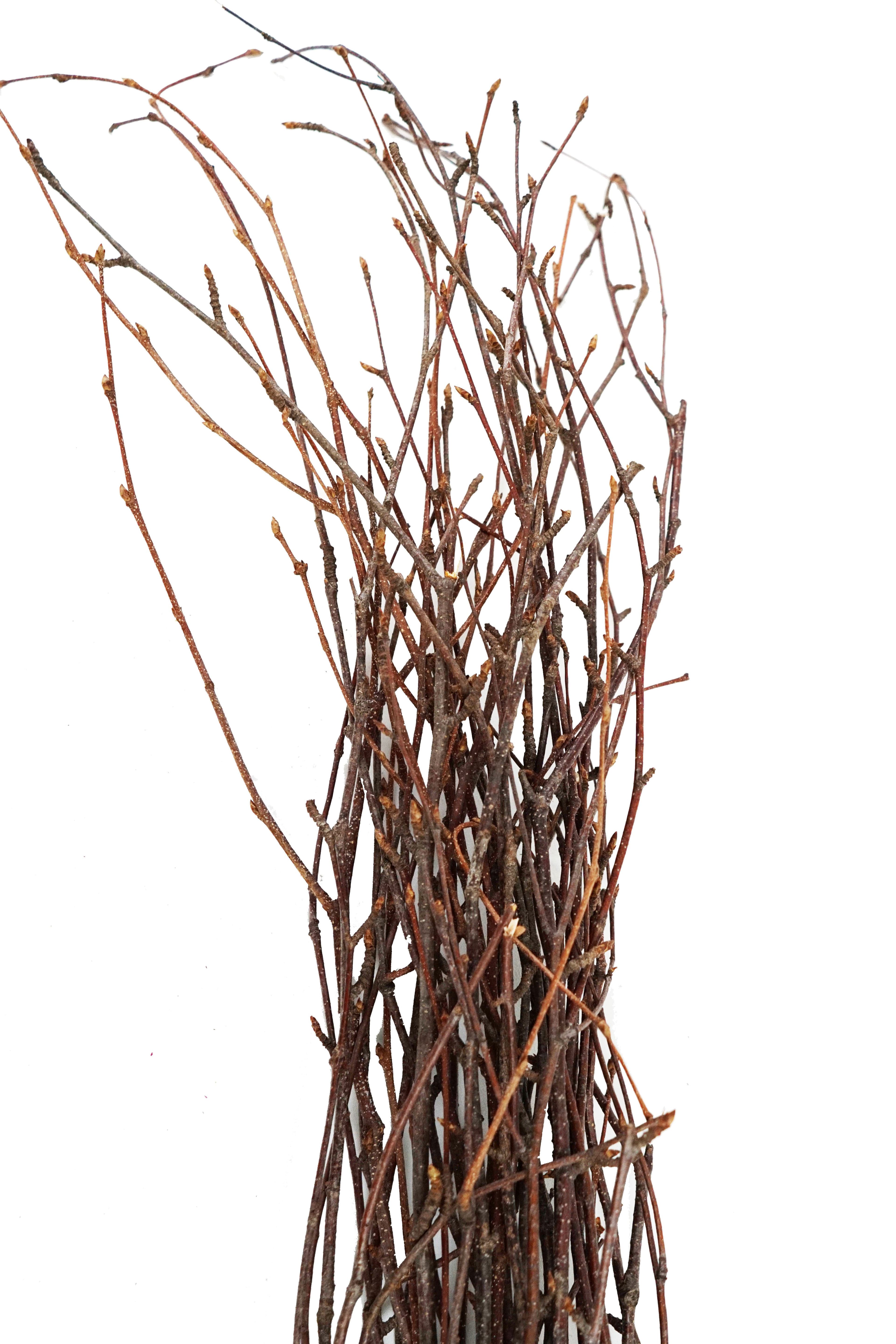 Birch Tips Natural 24"-28"