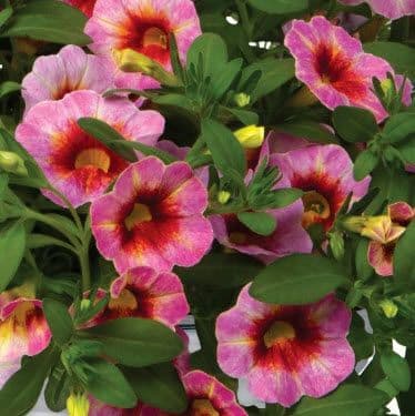 Calibrachoa Rainbow Dragon Berry