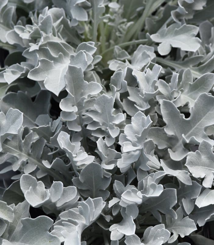 Centaurea Silver Swirl