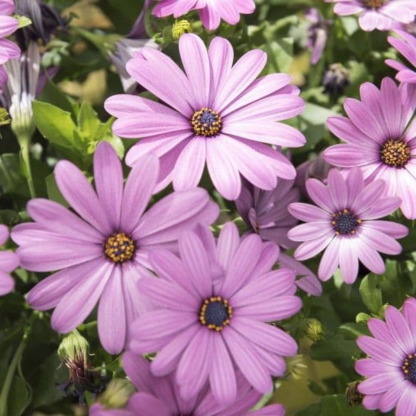 Osteospermum Margarita Lilac